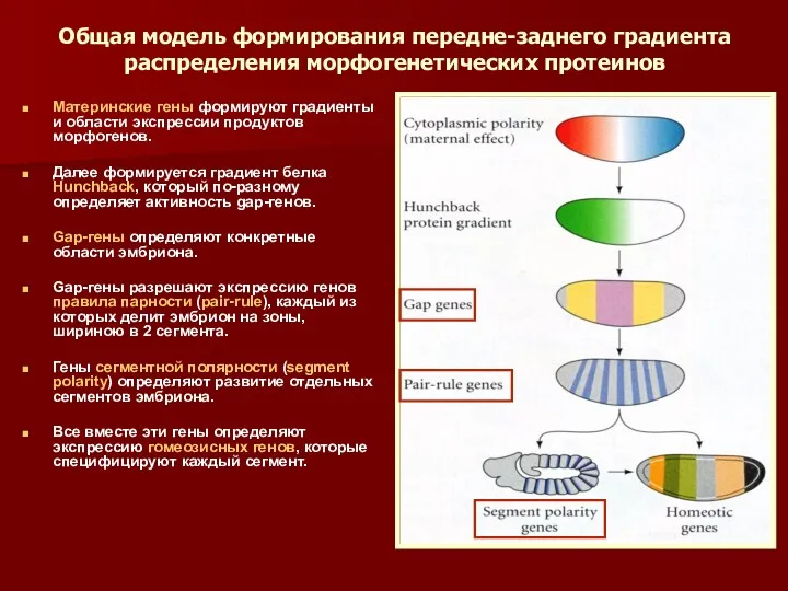 Общая модель формирования передне-заднего градиента распределения морфогенетических протеинов Материнские гены