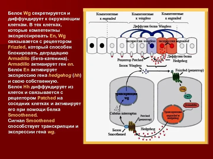 Белок Wg секретируется и диффундирует к окружающим клеткам. В тех