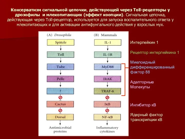 Консерватизм сигнальной цепочки, действующей через Toll-рецепторы у дрозофилы и млекопитающих