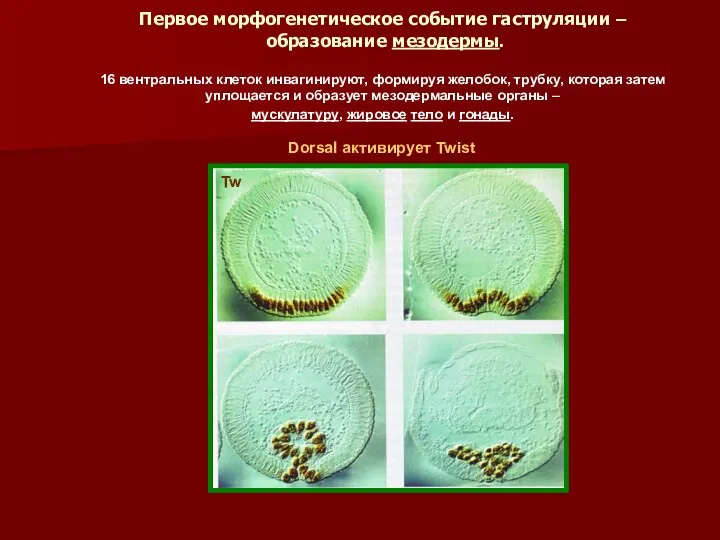 Первое морфогенетическое событие гаструляции – образование мезодермы. 16 вентральных клеток