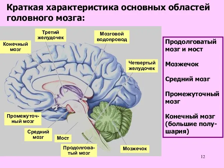 Краткая характеристика основных областей головного мозга: Конечный мозг Третий желудочек Мозговой водопровод Четвертый
