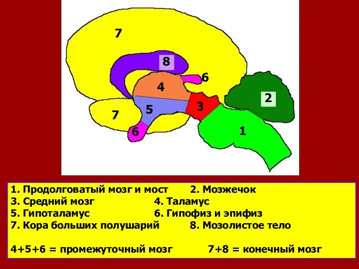 1. Продолговатый мозг и мост 2. Мозжечок 3. Средний мозг 4. Таламус 5.