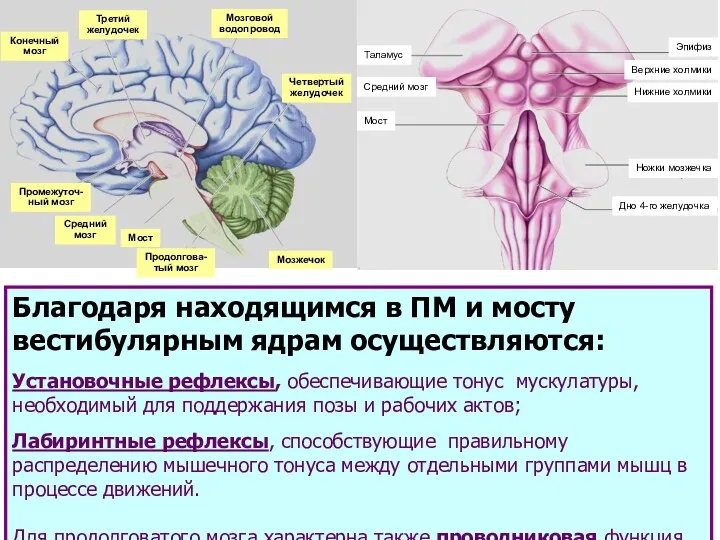 Конечный мозг Третий желудочек Мозговой водопровод Четвертый желудочек Мозжечок Промежуточ- ный мозг Средний