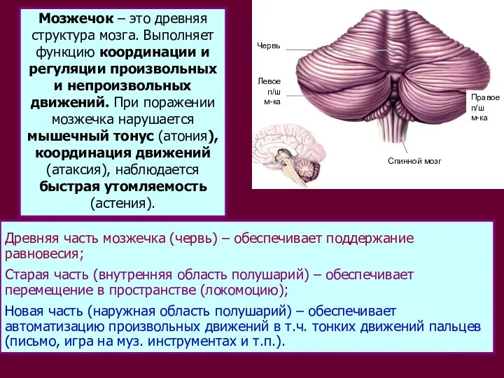 Древняя часть мозжечка (червь) – обеспечивает поддержание равновесия; Старая часть (внутренняя область полушарий)