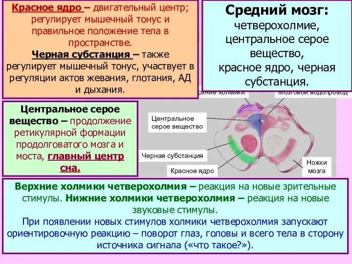 Верхние холмики Мозговой водопровод Центральное серое вещество Черная субстанция Красное ядро Ножки мозга