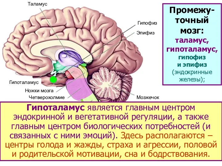 Таламус Гипоталамус Ножки мозга Четверохолмие Мост Продолговатый мозг Мозжечок Эпифиз Таламус – фильтрует