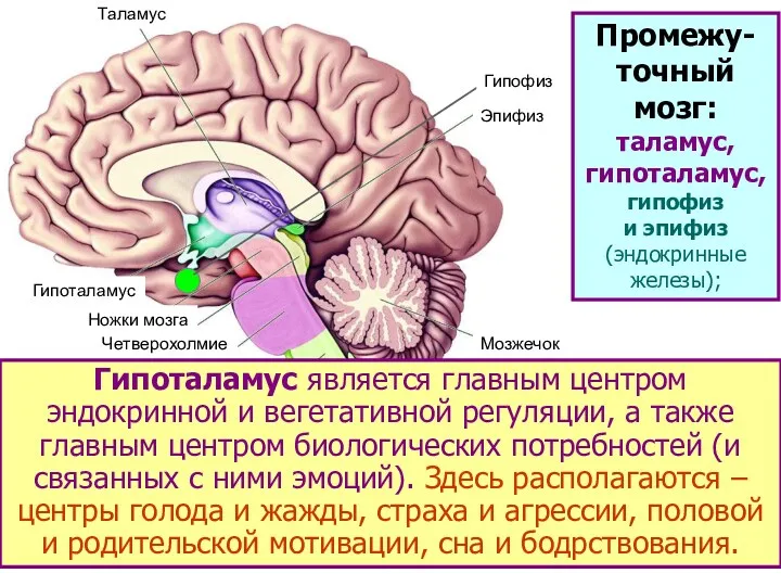 Таламус Гипоталамус Ножки мозга Четверохолмие Мост Продолговатый мозг Мозжечок Эпифиз