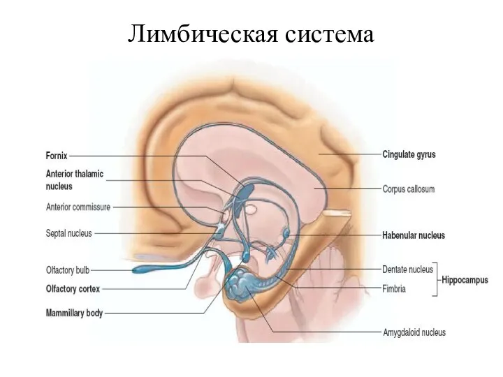 Лимбическая система