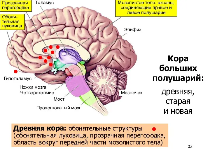 Таламус Гипоталамус Ножки мозга Четверохолмие Мост Продолговатый мозг Мозжечок Эпифиз Кора больших полушарий: