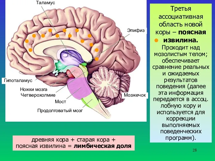 Таламус Гипоталамус Ножки мозга Четверохолмие Мост Продолговатый мозг Мозжечок Эпифиз Третья ассоциативная область