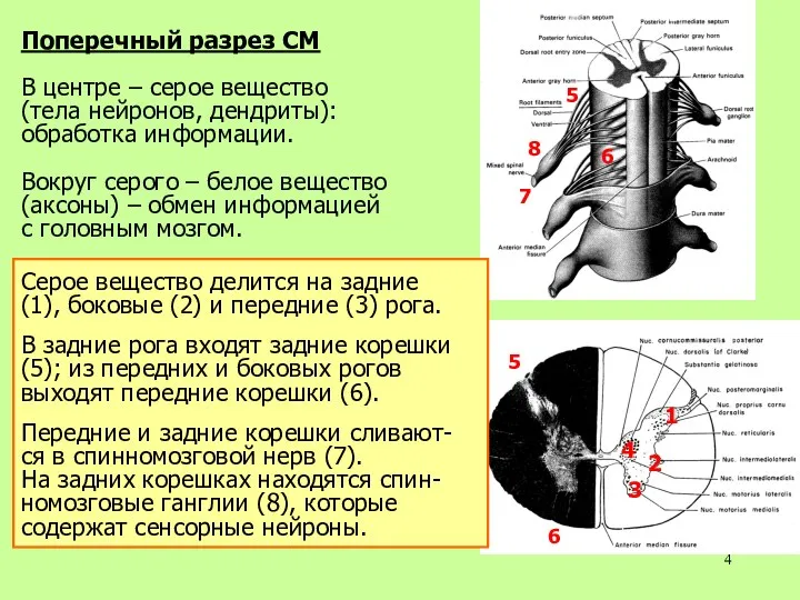 Поперечный разрез СМ В центре – серое вещество (тела нейронов,