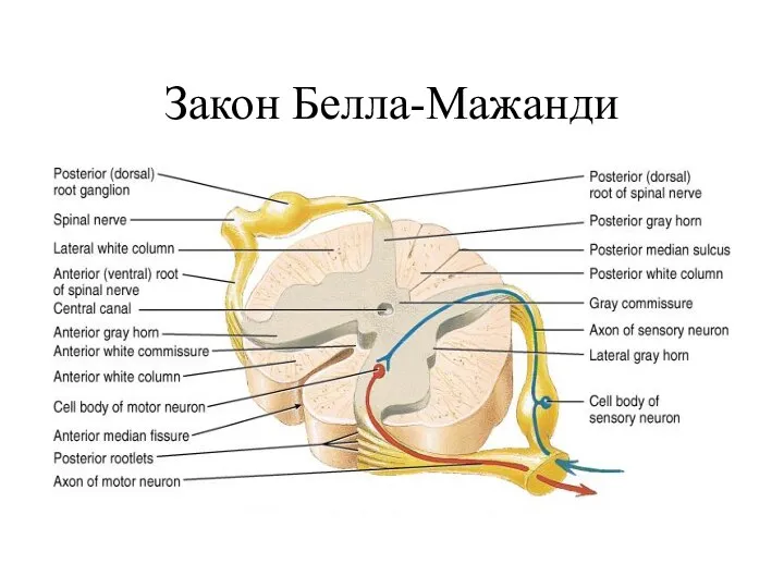 Закон Белла-Мажанди