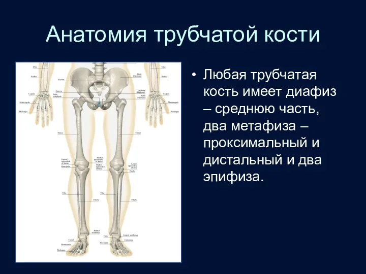 Анатомия трубчатой кости Любая трубчатая кость имеет диафиз – среднюю