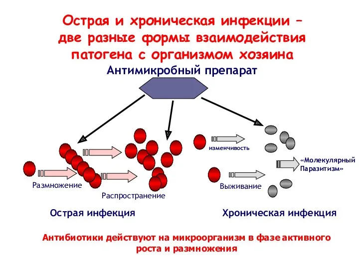 Острая инфекция Хроническая инфекция Размножение Распространение Выживание Антимикробный препарат Острая