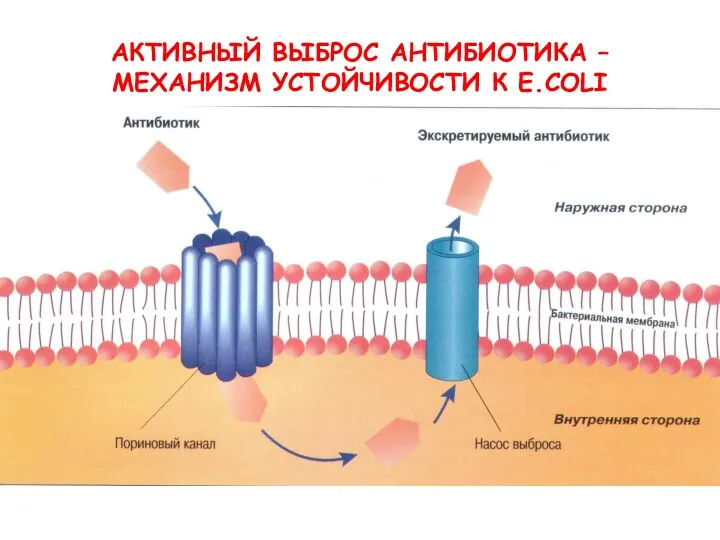 АКТИВНЫЙ ВЫБРОС АНТИБИОТИКА – МЕХАНИЗМ УСТОЙЧИВОСТИ К E.COLI