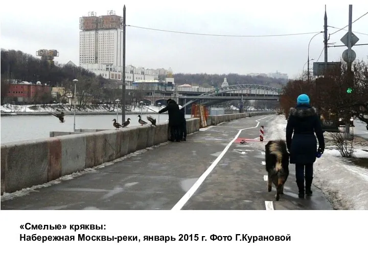 «Смелые» кряквы: Набережная Москвы-реки, январь 2015 г. Фото Г.Курановой