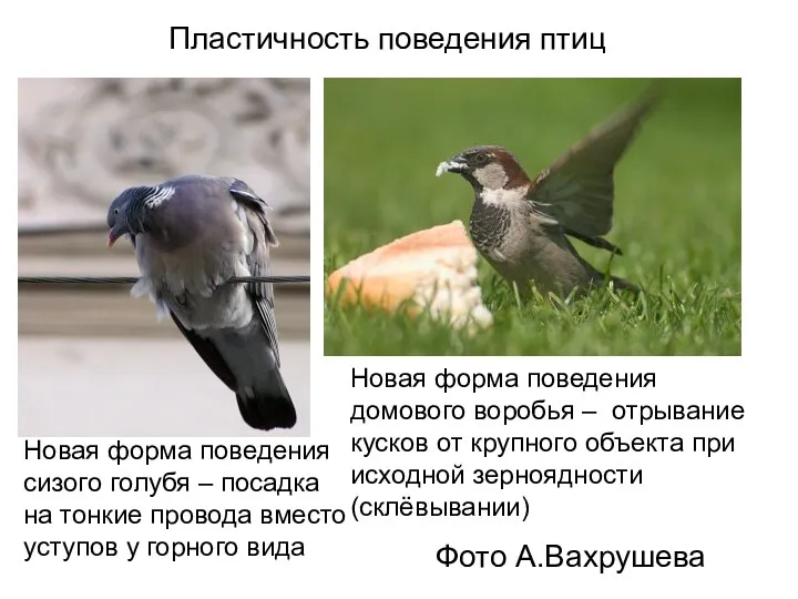 Пластичность поведения птиц Новая форма поведения сизого голубя – посадка на тонкие провода