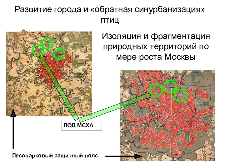 Изоляция и фрагментация природных территорий по мере роста Москвы ЛОД МСХА Развитие города