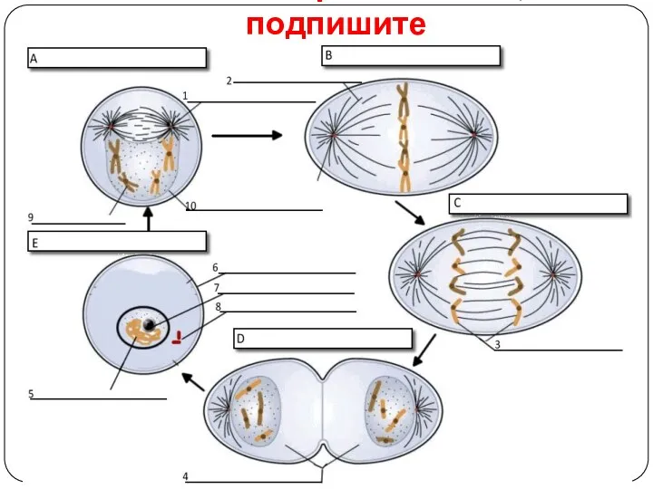 Назовите фазы мейоза, подпишите