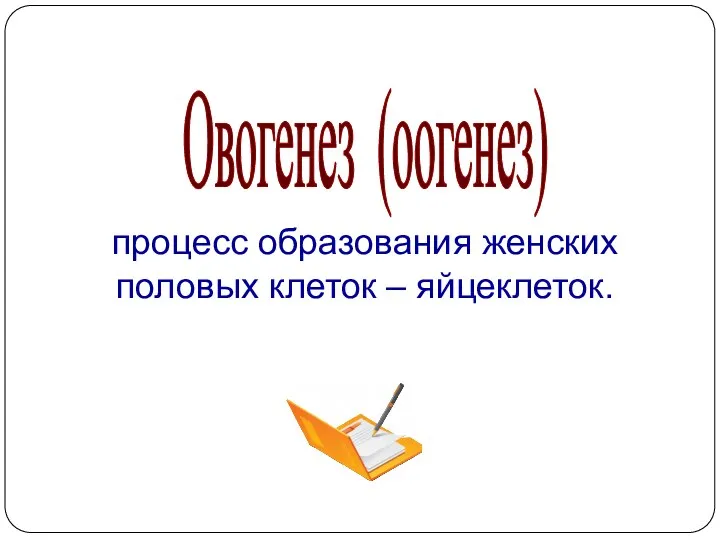 процесс образования женских половых клеток – яйцеклеток. Овогенез (оогенез)