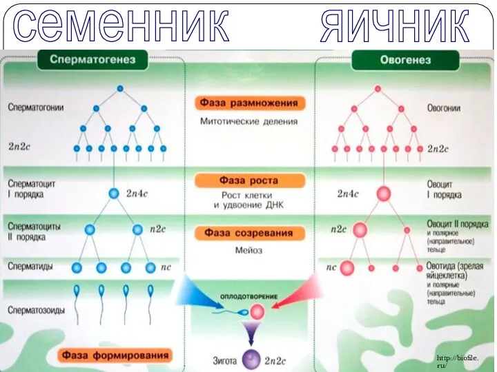 семенник яичник http://biofile.ru/