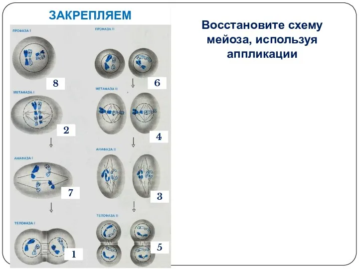 Восстановите схему мейоза, используя аппликации ЗАКРЕПЛЯЕМ