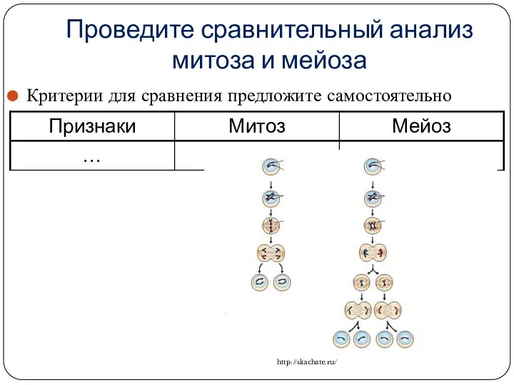 Проведите сравнительный анализ митоза и мейоза Критерии для сравнения предложите самостоятельно