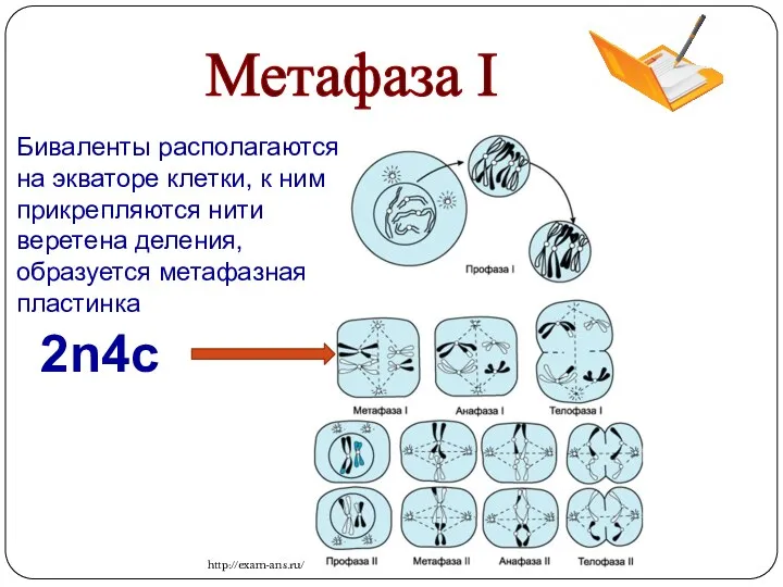 Метафаза I 2n4c http://exam-ans.ru/ Биваленты располагаются на экваторе клетки, к