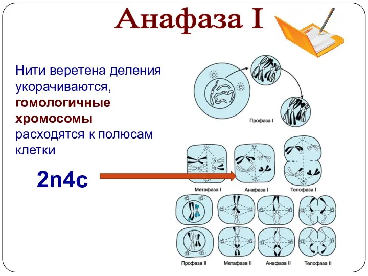 Нити веретена деления укорачиваются, гомологичные хромосомы расходятся к полюсам клетки Анафаза I 2n4c