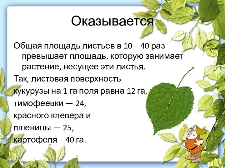 Оказывается Общая площадь листьев в 10—40 раз превышает площадь, которую