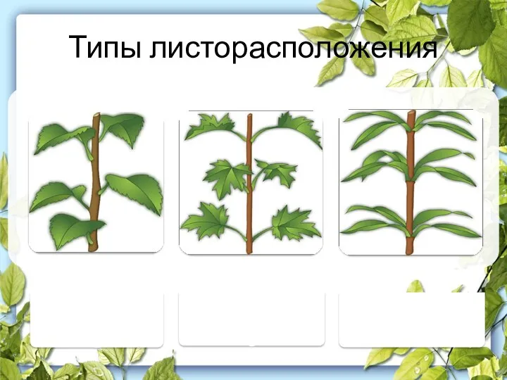 Типы листорасположения