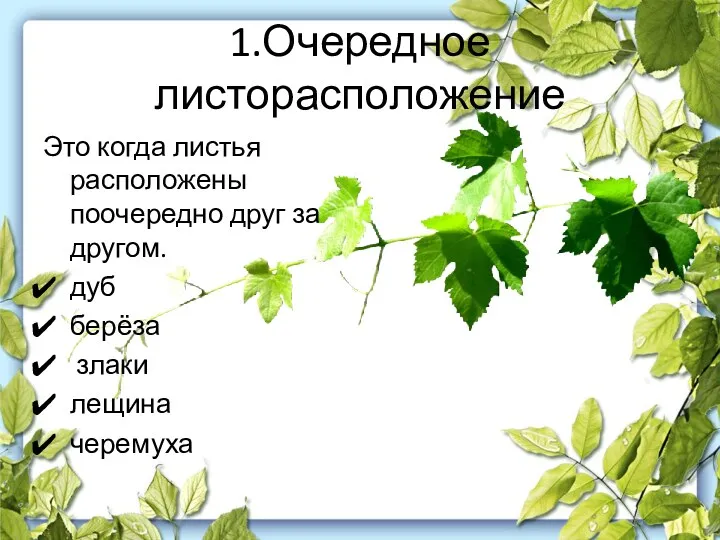 1.Очередное листорасположение Это когда листья расположены поочередно друг за другом. дуб берёза злаки лещина черемуха