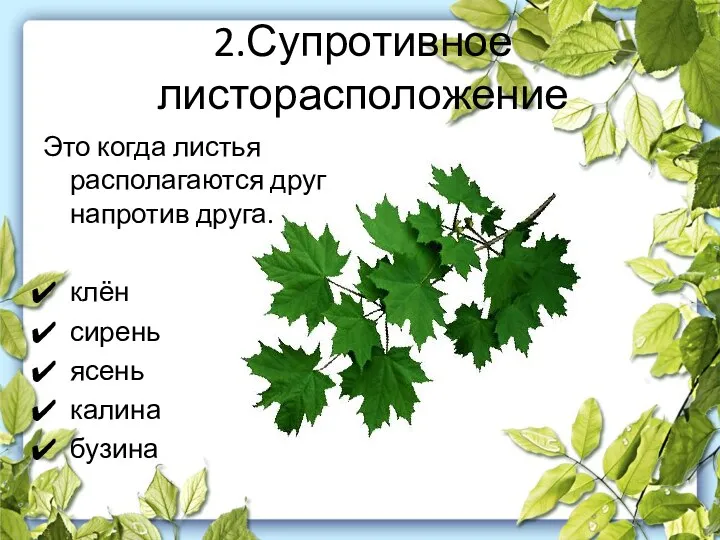 2.Супротивное листорасположение Это когда листья располагаются друг напротив друга. клён сирень ясень калина бузина