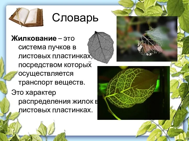 Словарь Жилкование – это система пучков в листовых пластинках, посредством