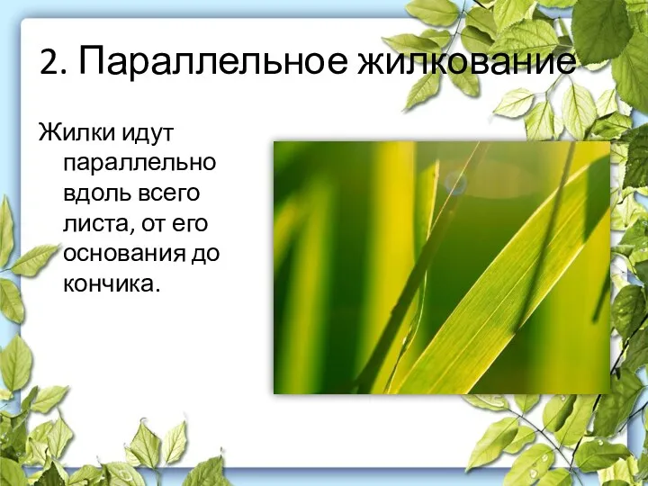 2. Параллельное жилкование Жилки идут параллельно вдоль всего листа, от его основания до кончика.