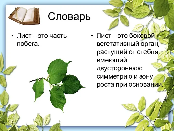 Словарь Лист – это часть побега. Лист – это боковой