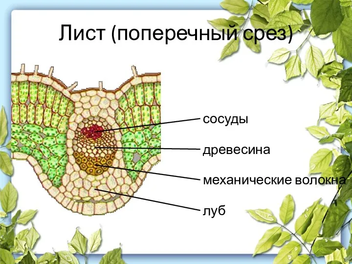 Лист (поперечный срез)