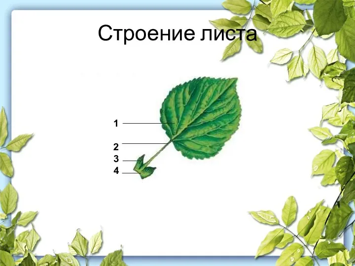 Строение листа Листовая пластинка Черешок Прилистник Основание 1 2 3 4