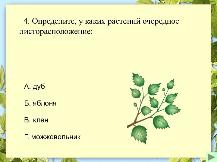 4. Определите, у каких растений очередное листорасположение: А. дуб Б. яблоня В. клен Г. можжевельник