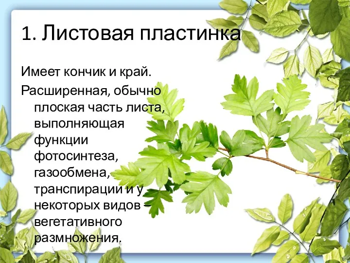 1. Листовая пластинка Имеет кончик и край. Расширенная, обычно плоская