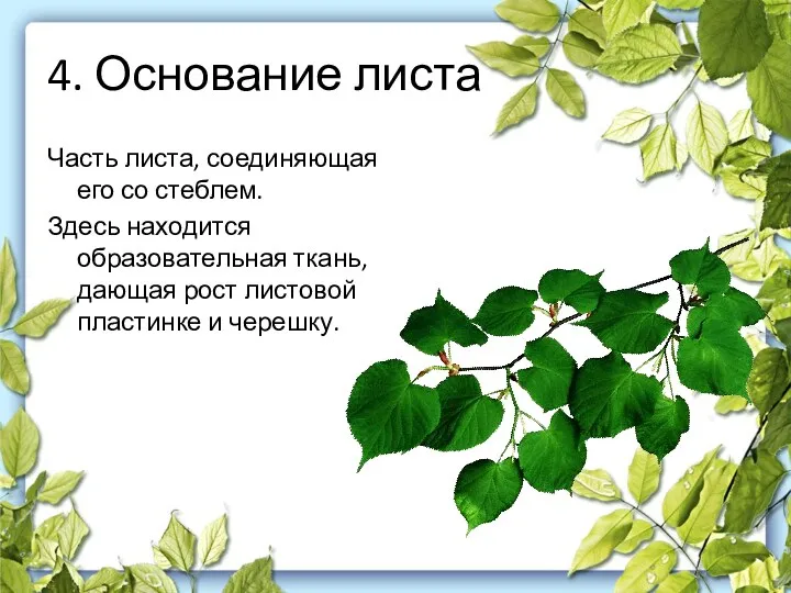 4. Основание листа Часть листа, соединяющая его со стеблем. Здесь