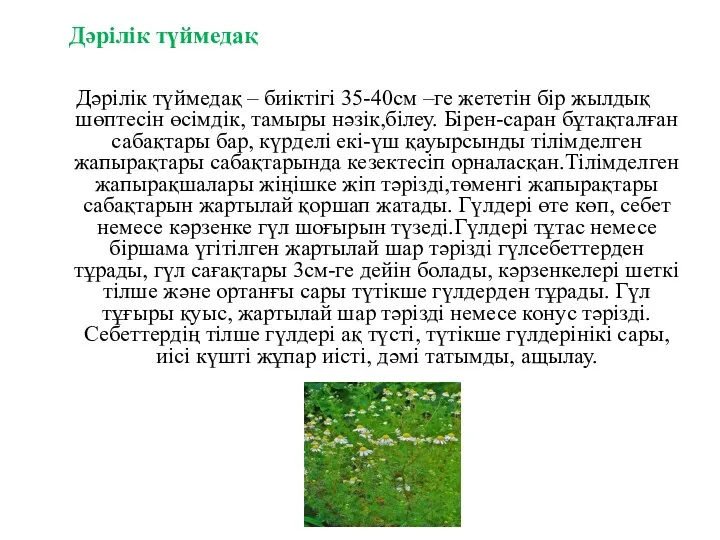 Дәрілік түймедақ – биіктігі 35-40см –ге жететін бір жылдық шөптесін