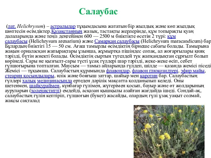 Салаубас (лат. Helichrysum) – астралылар тұқымдасына жататын бір жылдық және