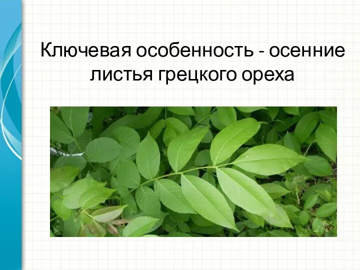 Ключевая особенность - осенние листья грецкого ореха