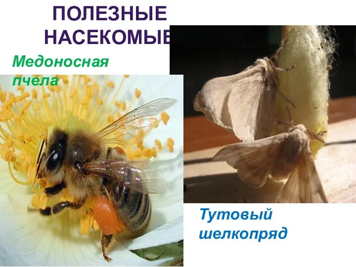ПОЛЕЗНЫЕ НАСЕКОМЫЕ Медоносная пчела Тутовый шелкопряд