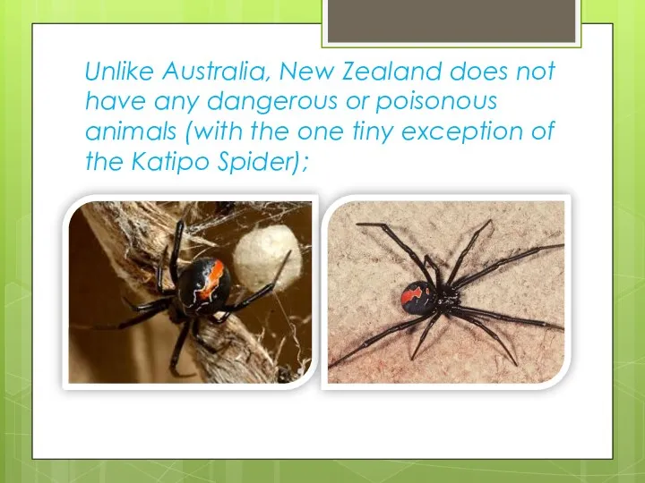 Unlike Australia, New Zealand does not have any dangerous or poisonous animals (with