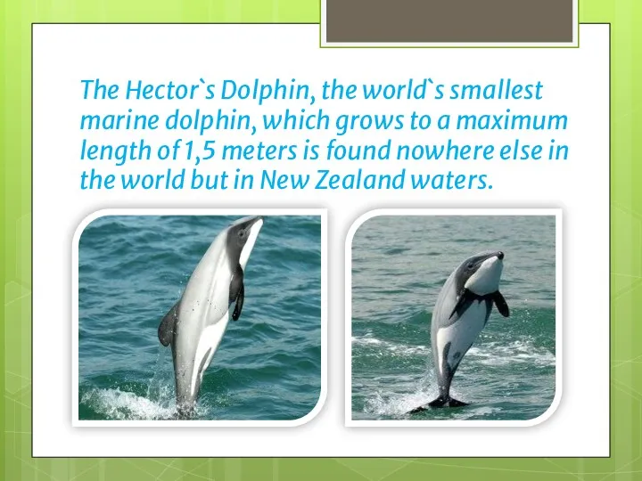 The Hector`s Dolphin, the world`s smallest marine dolphin, which grows