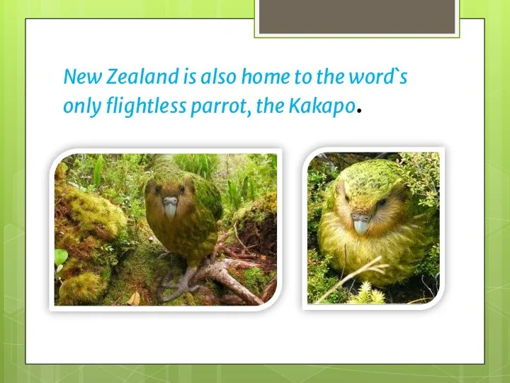 New Zealand is also home to the word`s only flightless parrot, the Kakapo.