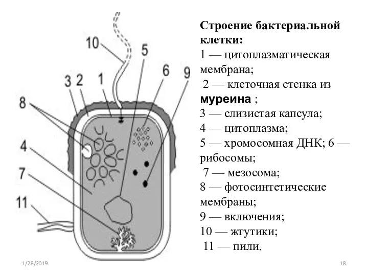Строение бактериальной клетки: 1 — цитоплазматическая мембрана; 2 — клеточная стенка из муреина