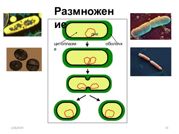 Размножение днк оболочка цитоплазма 1/28/2019